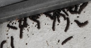 Millipedes  on wall