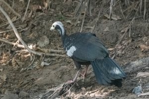 Blue-throated piping guan