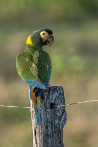 Golden-collared macaw