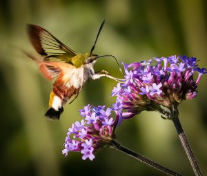 Bee Hawk Moth 1