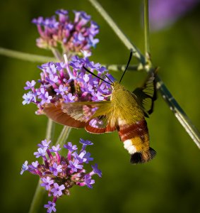 Bee Hawk Moth 2