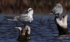 Whiskered Terns