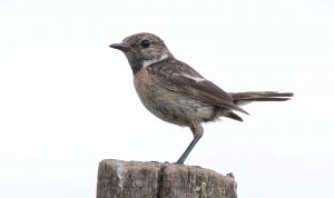 European stonechat