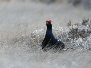 Young male black grouse