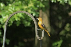 Baltimore Oriole_female-1