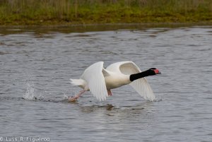 Black-necked swan-2.jpg
