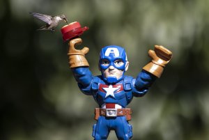 Captain America meets my hummingbirds