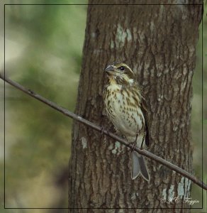 Female Purple Finch