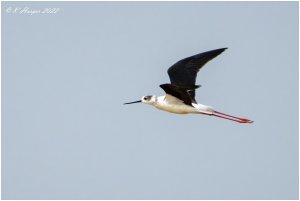Black Winged Stilt in flight