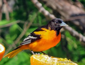 Baltimore Oriole