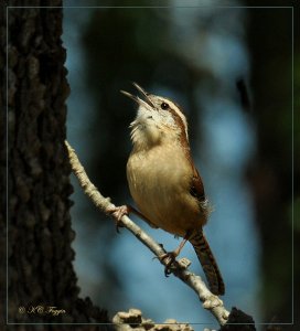 Singing Wren