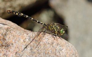 Small pincertail