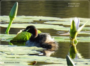 In amongst the lilies