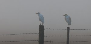 Egrets in the Mist