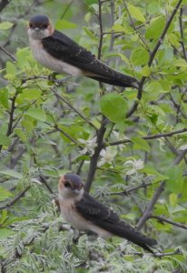 Juvenile Red-rumped Swallows