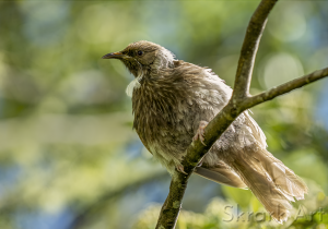 Aberrant brown tūī