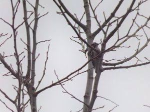 Downy Woodpecker Upstate New York