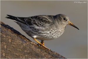 Purple Sandpiper