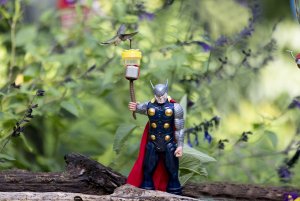 Thor meets my hummingbirds