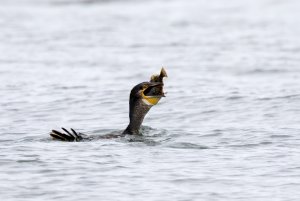 Cormorant swallowing fish