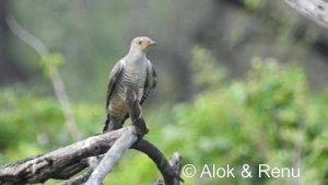 Amazing Wildlife of India by Renu Tewari and Alok Tewari : Common Cuckoo- migration mystery