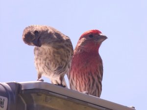 A Male and Female House Finch