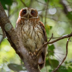 Puerto Rican Owl - Múcaro Común - Gymnasio nudipes