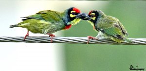 Fighting Barbets