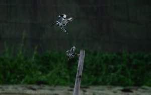 The Rivalry (Pied Kingfishers)