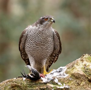 Northern Goshawk