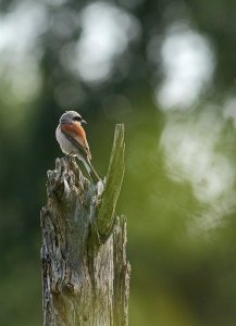 Insect moderator...Red-backed shrike