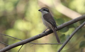 Brown shrike