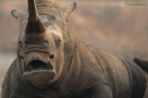 A yawning Rhino (white rhino)