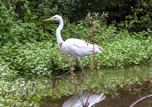 Great White Egret