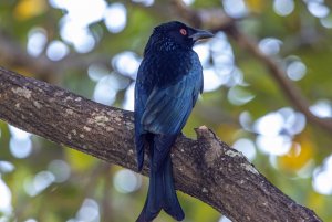 Spangled Drongo