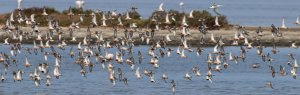 curlew sandpipers