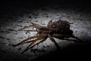 Wolf Spider with Babies