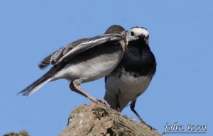 pied wagtail