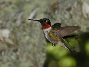 Ruby Throated Hummingbird male