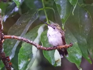 Ruby Throated Hummingbird female