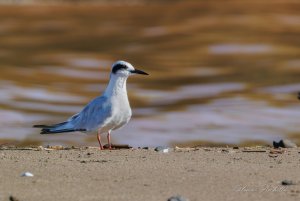 Forster's Tern - Sterna forsteri.  Practicing with my new R7