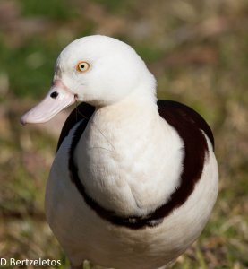 Radjah Shelduck (1 of 1)-4.jpg