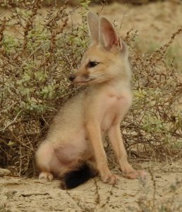 Indian Fox Young