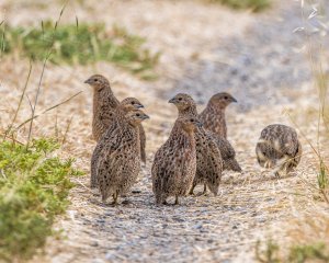 Brown Quail