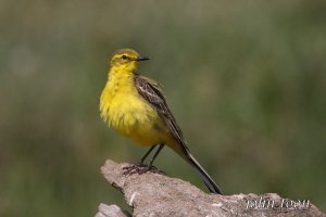 Yellow wagtail