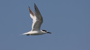 Sandwich tern