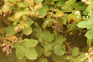 Birds in foliage 1