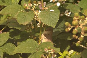 Birds in foliage 2