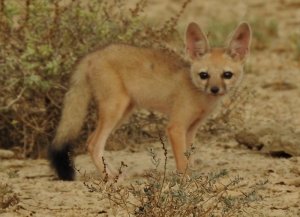 Young Indian Fox