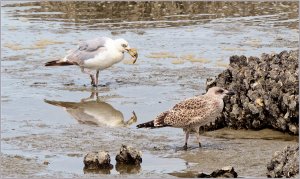 LBBG (with prey) and youngster